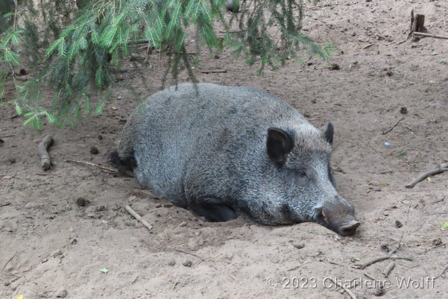 Deutscher Löwe, auch Wildschwein genannt